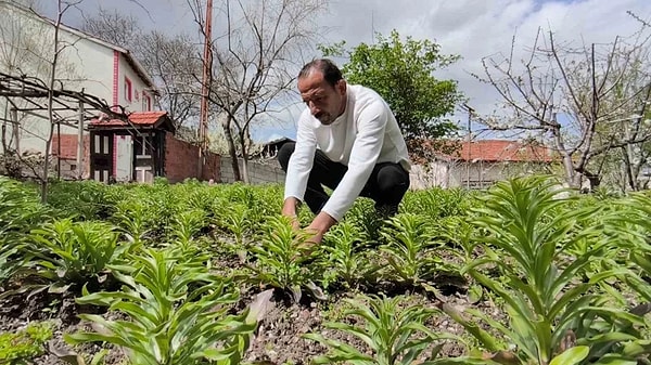 Tokat'ta emeklilik sonrası hobi olarak başladığı akzambak üretimini zamanla dev bir geçim kaynağına dönüştüren merhum Fikret Aydemir'in bıraktığı baba yadigarı miras, eşi Kadriye Aydemir ve oğlu Erdi Can Aydemir tarafından gözü gibi korunuyor.