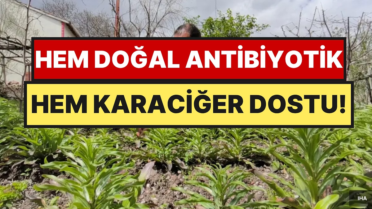Tarlasına Eken Evini Arabasını Alıyor: Nadir Bulunuyor, Kilo