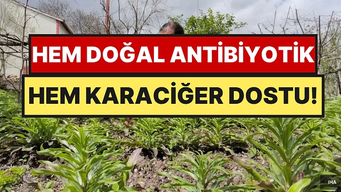 Tarlasına Eken Evini Arabasını Alıyor: Nadir Bulunuyor, Kilosu 5 Bin Euro'ya Satılıyor