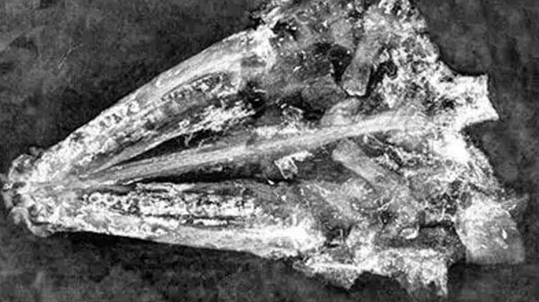 Chicago Üniversitesi tarafından organize edilen yaz paleontoloji programı kapsamında Green River Formasyonu’nda yapılan çalışmalar sırasında bulunan fosilin, “zırhlı turna balığı” olarak bilinen gar türüne ait olduğu belirlendi.
