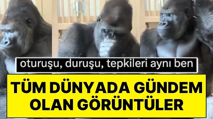 Eşiyle Kavga Eden Ünlü Goril Kiyomasa'nın Derin Düşüncelere Daldığı Anlar Viral Oldu