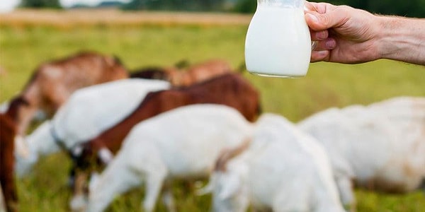 Bir bardak keçi sütü yaklaşık 9 gram protein içeriyor.