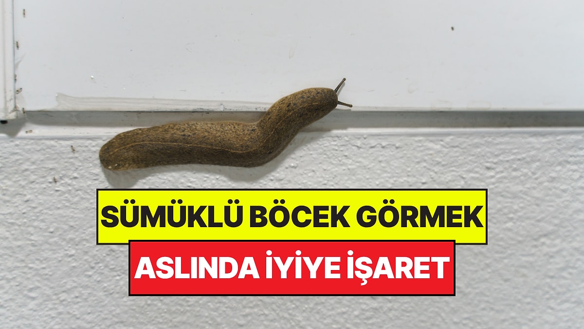 Evinizde Sümüklü Böcek Görünce Endişelenmeyin: Aslında İyiye İşaret