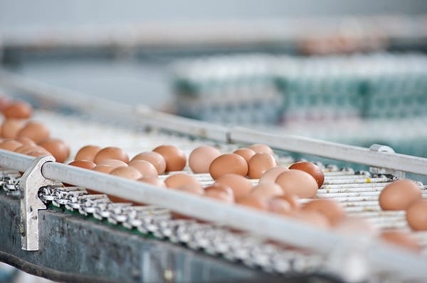 European eggs that are not washed can be safely stored at room temperature as they retain their cuticle armor.