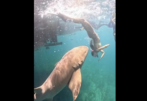 Nurse Shark (Hemşire Köpek balığı) Tehlikeli mi?