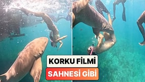 Bir Kadın Dalış Yaptığı Sırada Köpek Balığı Tarafından Isırıldığı Anları Paylaştı