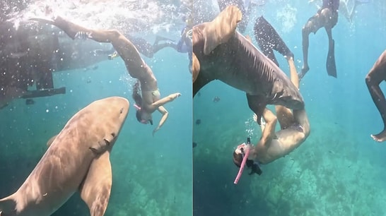 Nightmare Underwater: Woman Shares Terrifying Footage of Being Bitten by a Shark
