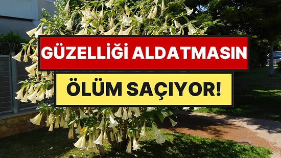 Bahçesinde Bu Çiçeği Yetiştirenler İçin 'Hemen Tedbir Alın' Çağrısı Yapıldı