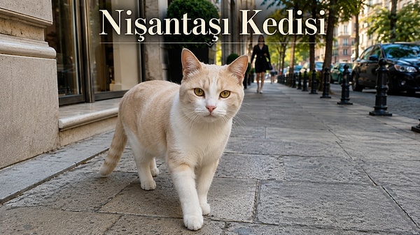 5. Nişantaşı kedileri: Her daim bakımlı her daim göz alıcı