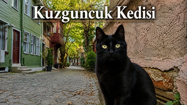 9. Kuzguncuk kedileri: Sessiz ama hikâyesi derin