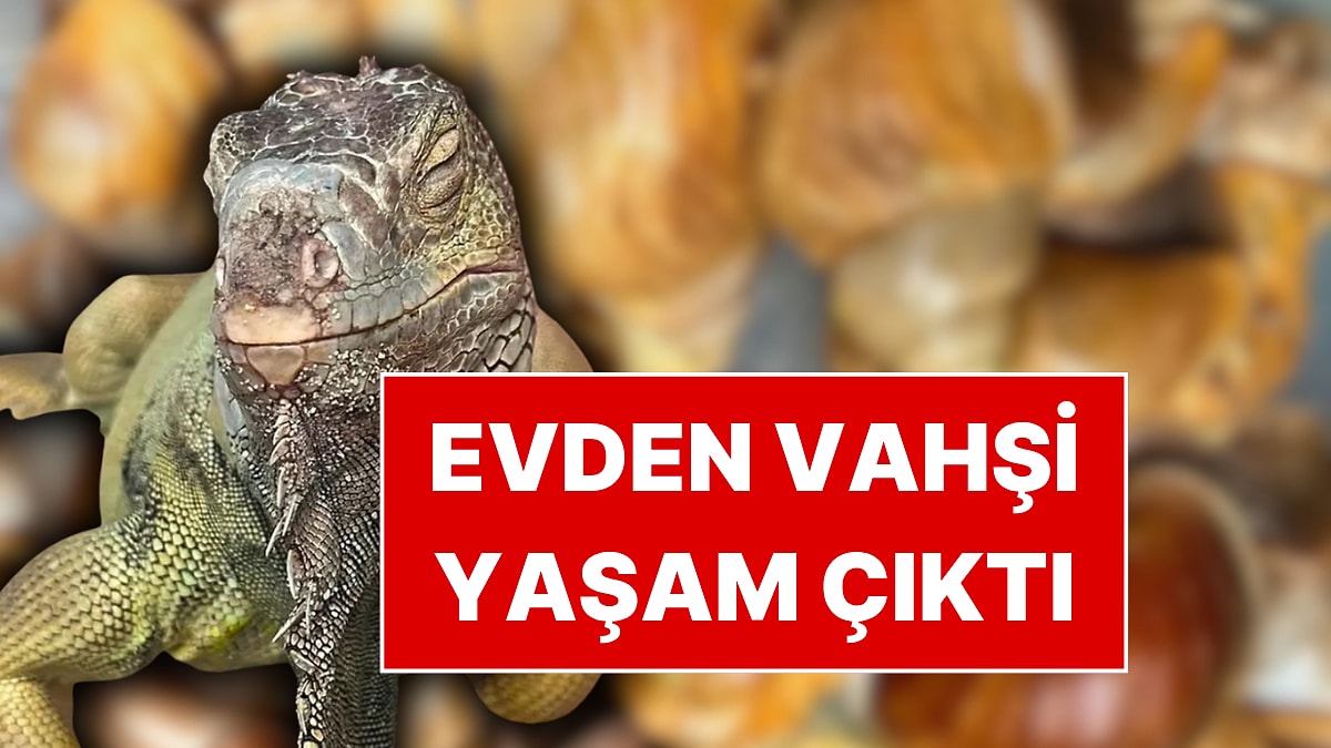 İhbar Sonrası Ortaya Çıktı! Evden Çıkan Hayvanlar Ekipleri Bile Şok Etti: Tarantula, Savan Varanı...