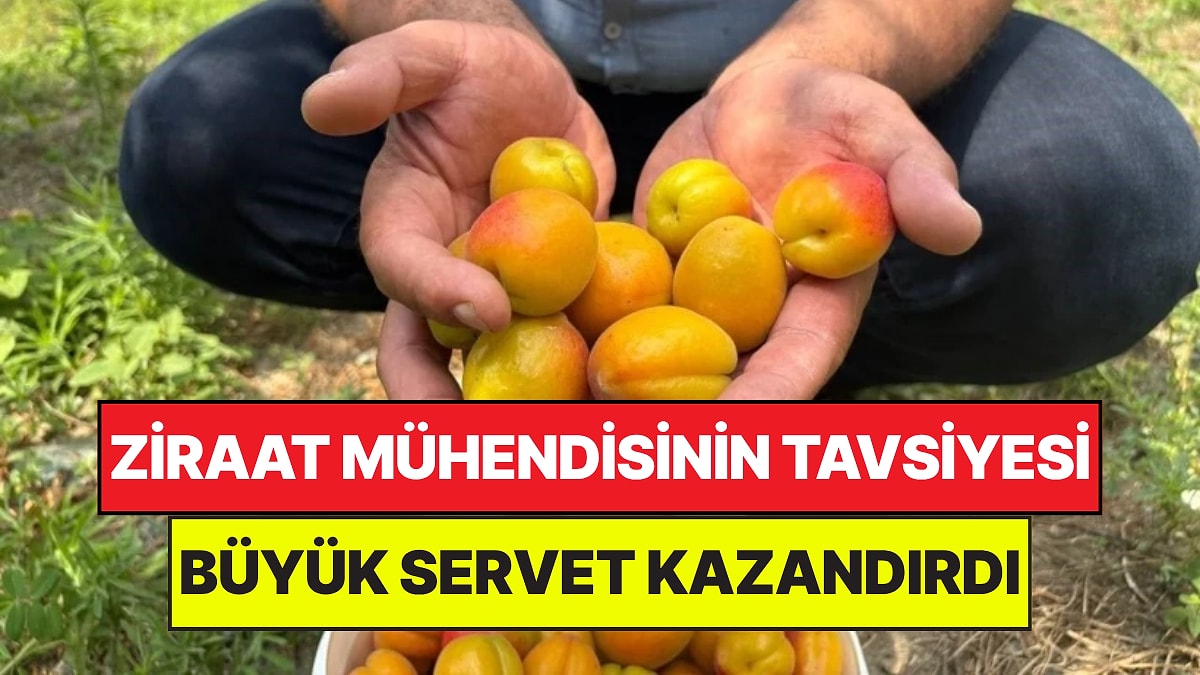 Ziraat Mühendisinin Tavsiyesi Servet Kazandırdı: Tek Tür Ağaçtan 300 Kilo Meyve Topluyor