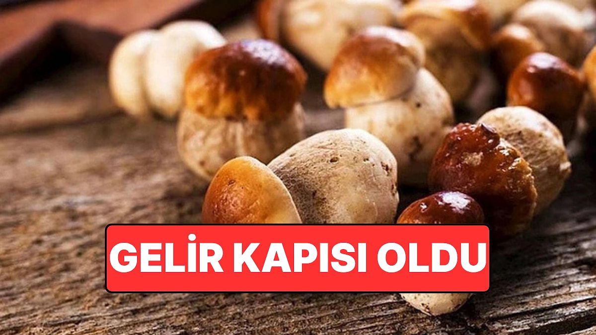 Kısa Sürede Köşe Dönmek İsteyen Bu Mantara Koşuyor