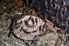 Turkey Becomes a Leading Global Insect Producer