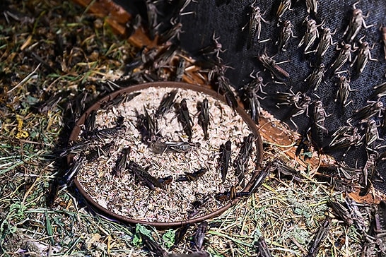 Turkey Becomes a Leading Global Insect Producer