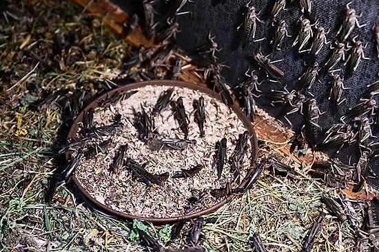 Turkey Becomes a Leading Global Insect Producer