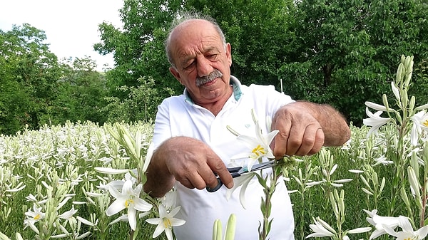 Akzambağın kullanım alanı sadece kozmetikle sınırlı kalmıyor.