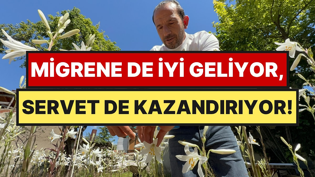 Bu Çiçeğin Yağı Altınla Yarışıyor: Litresi 269 Bin TL'yi Aştı