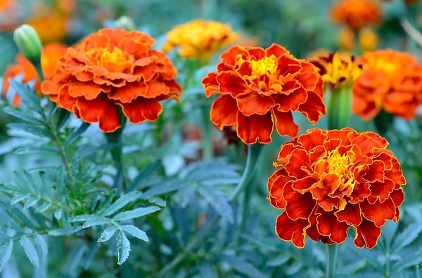 2. Kadife Çiçeği (Tagetes): Bahçenin Doğal Koruyucusu