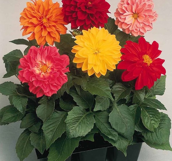 5. Yıldız Çiçeği (Dahlia): Yaz Boyu Süren İhtişam