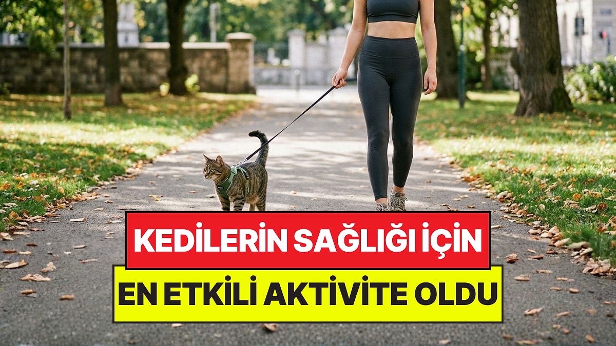 Veteriner Hekimleri Açıkladı: Kedileri Yürüyüşe Çıkarmak Davranış Bozukluklarını Engelliyor