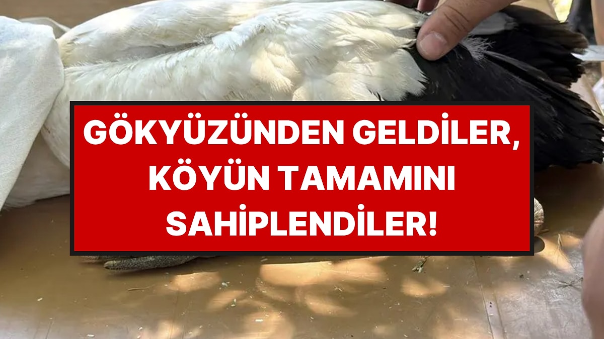 Bir Köyü Baştan Sona Ele Geçirdiler: Her Yerde Leylek Yumurtaları Var