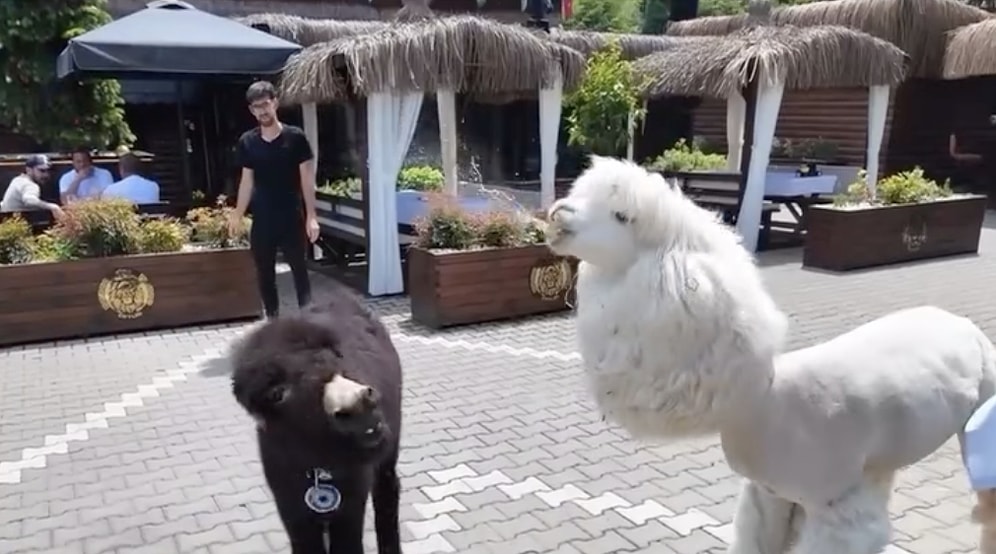 Real-Life Animation: Llama and Donkey Engage in a Hilariously Spit-Filled Neighborhood Fight