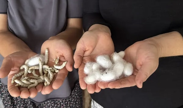 Geçen yıl ilçe genelinde toplam 7,5 ton yaş koza üretimi gerçekleştirilirken, bu sezon rekoltenin 10 ile 12 ton arasında gerçekleşmesi hedefleniyor.