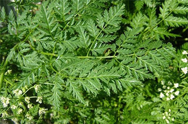 3. Baldıran Otu (Poison Hemlock)