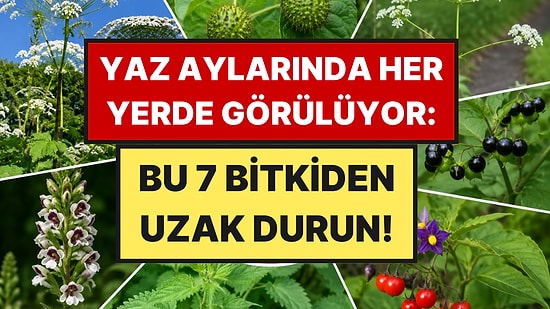 Çıplak Elle Asla Dokunmamanız Gereken 7 Bitki Açıklandı