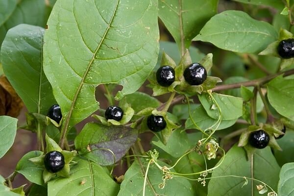 5. The Spectacular Deadly Nightshade