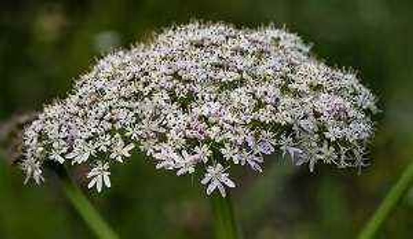 1. Giant Hogweed