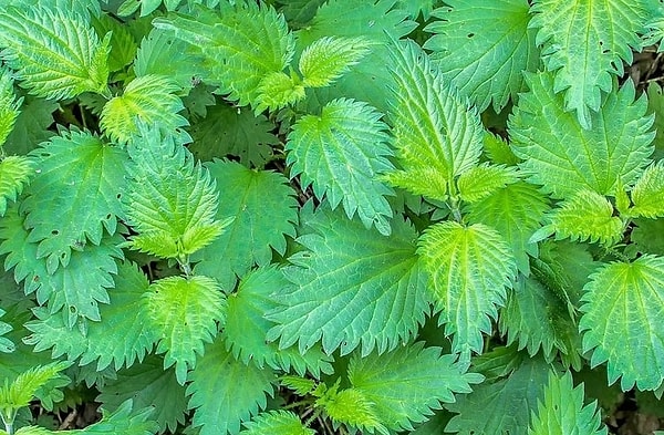 7. Stinging Nettle (Urtica Dioica)