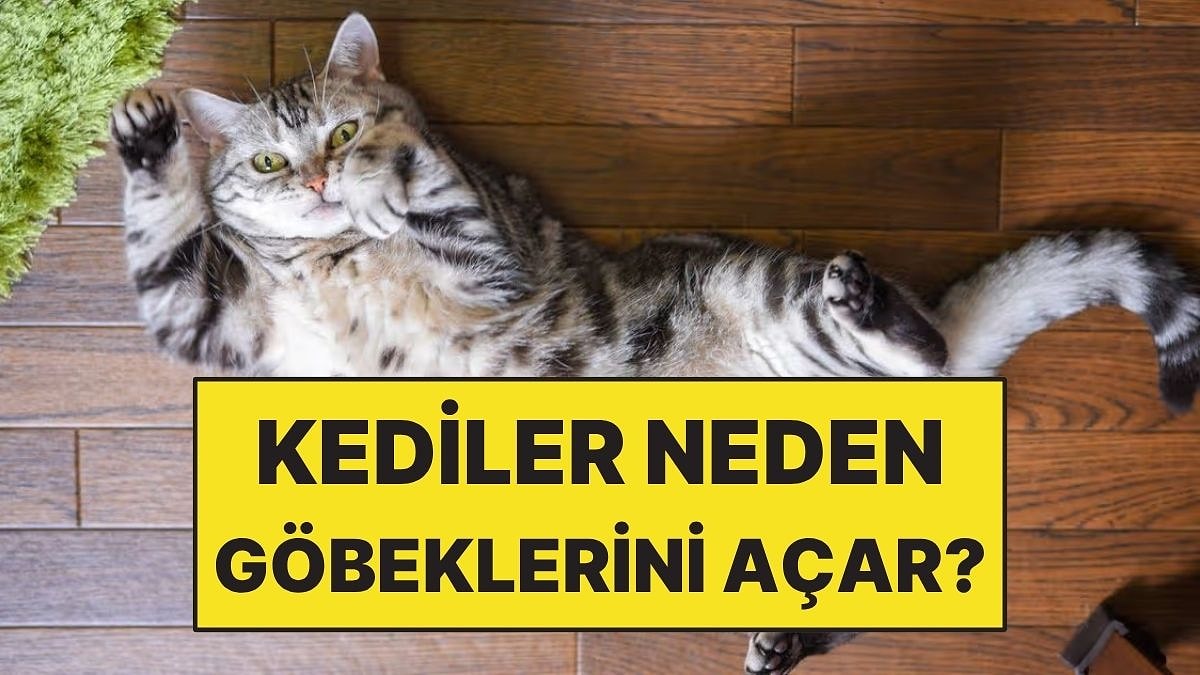 Kedilerin Göbeklerini Açıp Yatmasının Arkasındaki Sevimli Sebep!