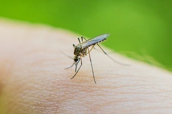 Indeed, mosquitoes seem to have a particular fondness for Type O blood.