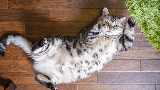 The Adorable Reason Cats Lie on Their Backs and Show Their Bellies!