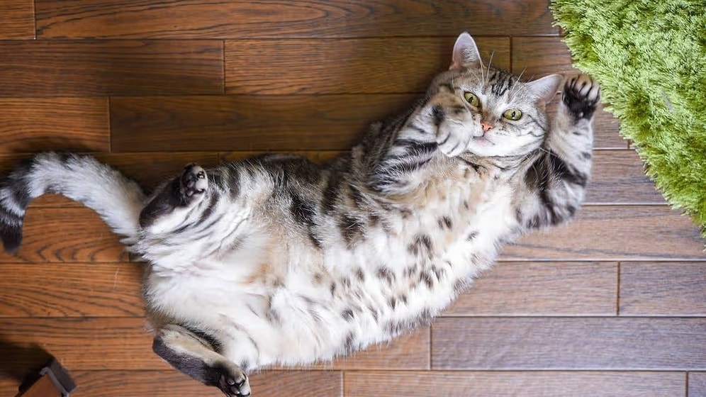 The Adorable Reason Cats Lie on Their Backs and Show Their Bellies!