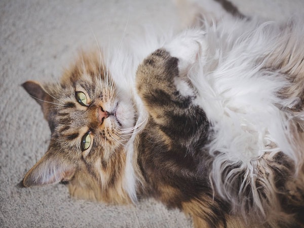 Just because it's showing its belly doesn't mean it wants to be petted...