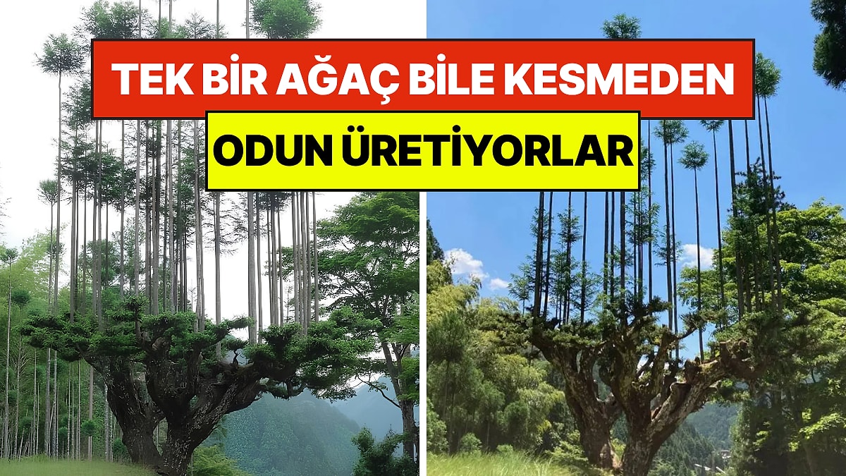 800 Yıllık Japon Sırrı: Tek Bir Ağaç Bile Kesmeden Odun Üretiyorlar