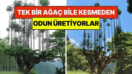 800 Yıllık Japon Sırrı: Tek Bir Ağaç Bile Kesmeden Odun Üretiyorlar