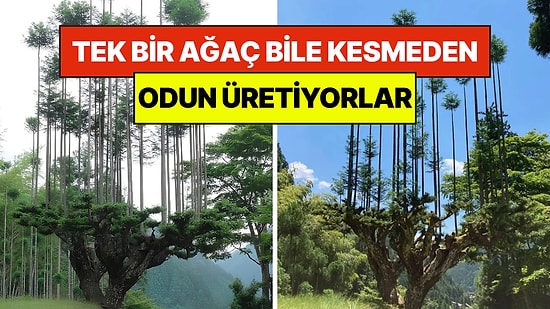 800 Yıllık Japon Sırrı: Tek Bir Ağaç Bile Kesmeden Odun Üretiyorlar