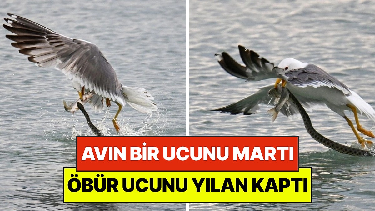 Van Gölü'nde Doğanın Savaşı: Avın Bir Ucunu Martı, Öbür Ucunu Yılan Kaptı