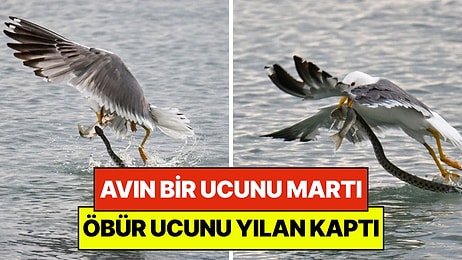 Van Gölü'nde Doğanın Savaşı: Avın Bir Ucunu Martı, Öbür Ucunu Yılan Kaptı