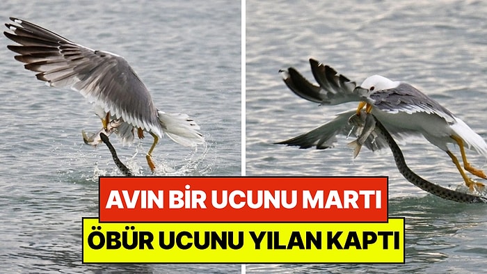 Van Gölü'nde Doğanın Savaşı: Avın Bir Ucunu Martı, Öbür Ucunu Yılan Kaptı