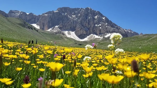 Bölgede koruma altında bulunan çengel boynuzlu dağ keçisi, yaban keçisi, boz ayı, vaşak ve çeşitli kuş türleri gibi yaban hayatı unsurları da ekosistemin zenginliğini ortaya koyuyor.