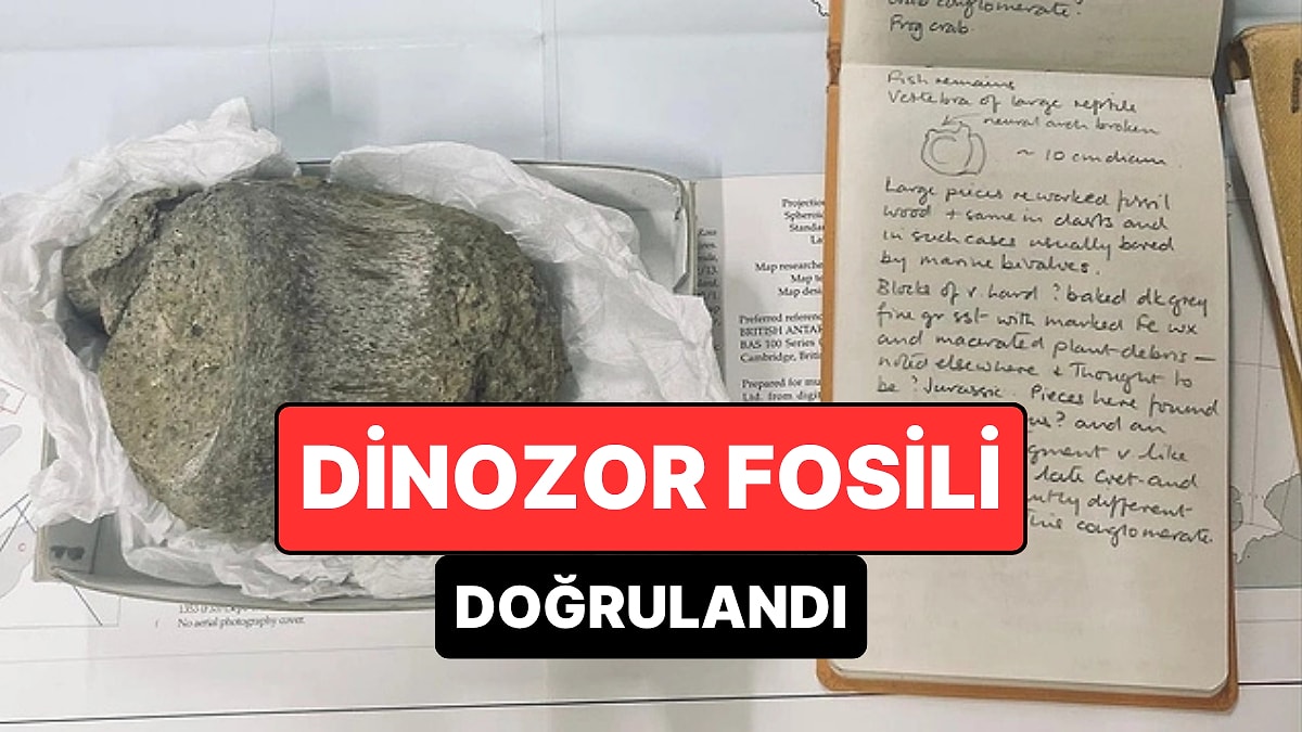 Bilim Dünyasını Heyecanlandıran Keşif: Antarktika’daki İlk Dinozor Fosili Doğrulandı