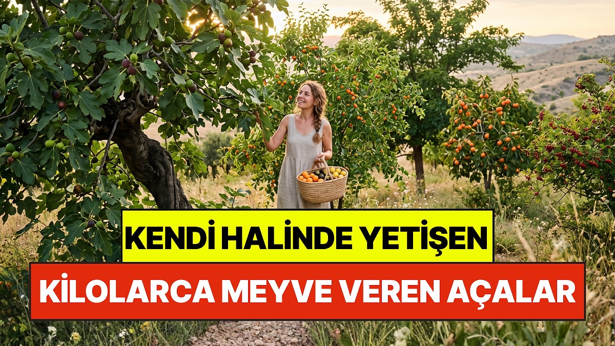Bahçe Uzmanlarının Favorileri: Kendi Halinde Yetişip Kilolarca Meyve Veren 5 Ağaç
