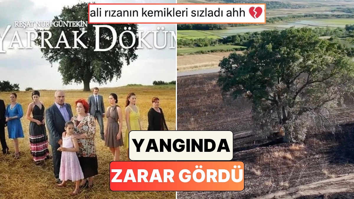Yaprak Dökümü'nün Uğrunda Saatlerce Yürünen İkonik Ağacı Anız Yangınında Zarar Gördü