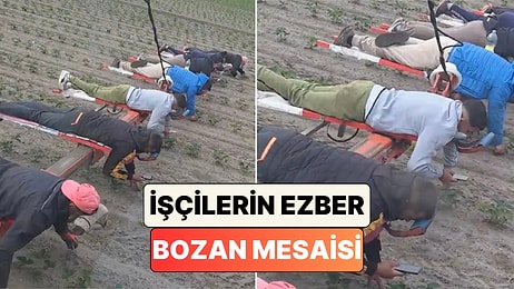 Çilek Tarlasında Telefonla Oynayarak Yabani Ot Temizliği Yapan İşçilerin Aşırı Yorucu Mesaisi Beğeni Topladı