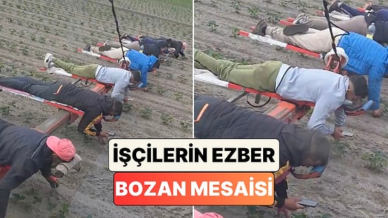 Çilek Tarlasında Telefonla Oynayarak Yabani Ot Temizliği Yapan İşçilerin Aşırı Yorucu Mesaisi Beğeni Topladı